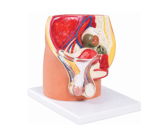 Male Pelvis 4-Part Model with Urinary and Reproductive System - Product Image