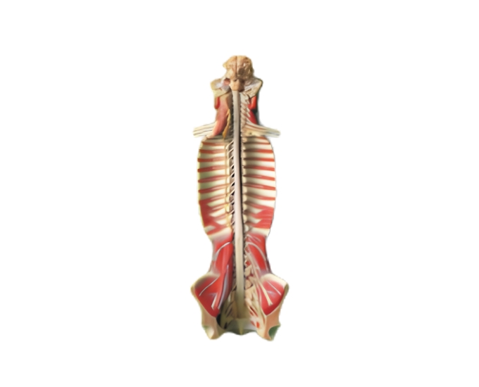 Spinal Cord in Spinal Canal Anatomical Model - Product Image