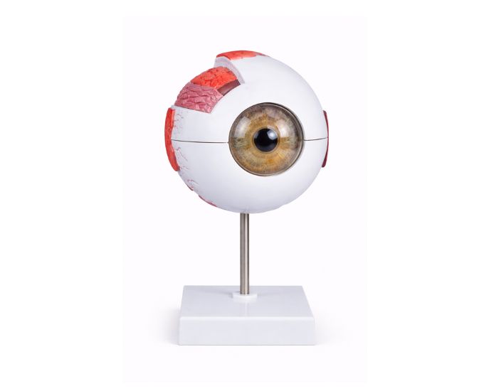 Human Eye Model 6 Times Enlarged 6 Parts for Anatomy Study - Product Image