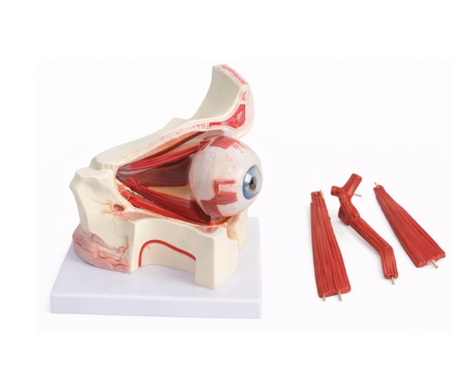 Human Eye Anatomy Model 2X Life Size - Product Image