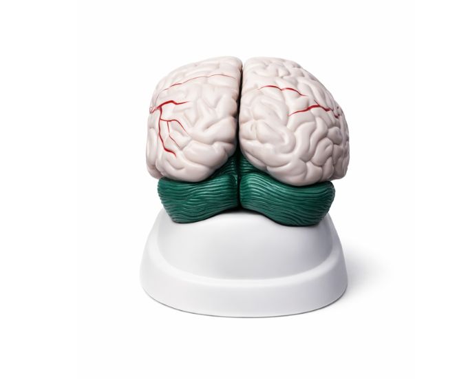 Human Brain Model Dissectable Into 3 Parts
