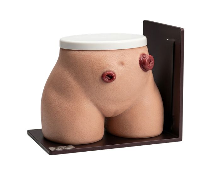 Ostomy Nursing Training Model for Colostomy and Ileostomy Care - Product Image