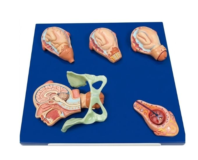 Stages of Birth Model - Product Image