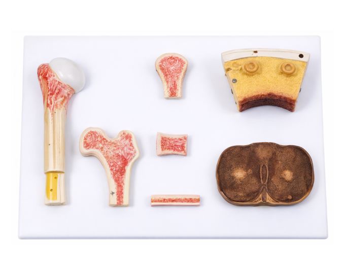 Bone tissue model life size