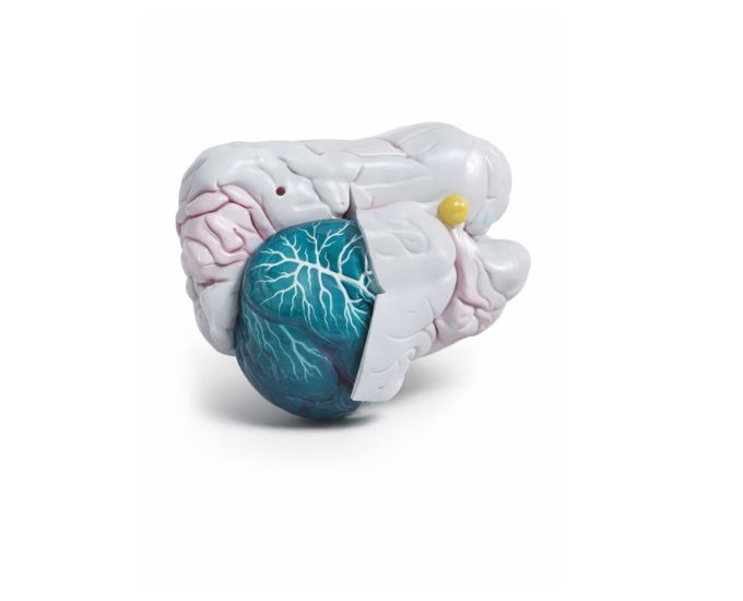 Human Brain Model Dissectable Into 3 Parts - Product Image 3