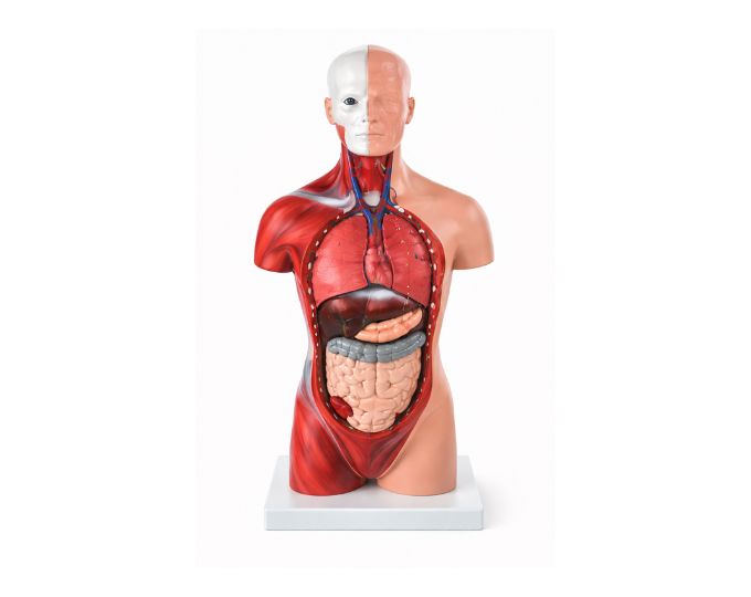 Human Unisex Torso Anatomy Model – 18 Parts