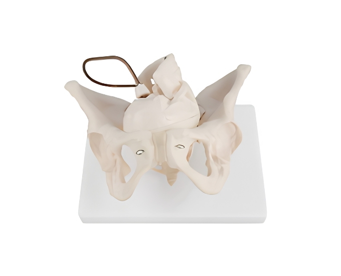 Childbirth Training Pelvic Demonstration Model - Product Image