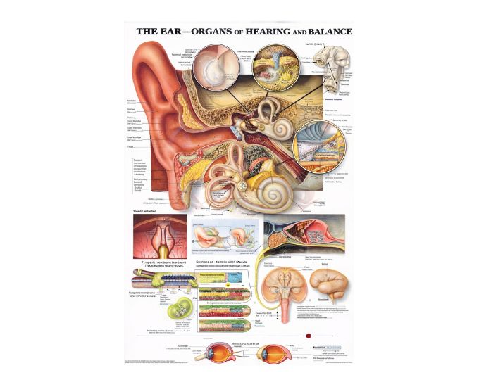 3D Human Auditory System Wall-Mounted Anatomy Chart for Teaching - Product Image