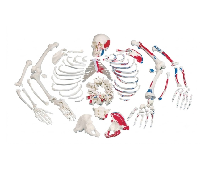 Disarticulated Human Skeleton with Painted Muscles (200 Bones) - Product Image