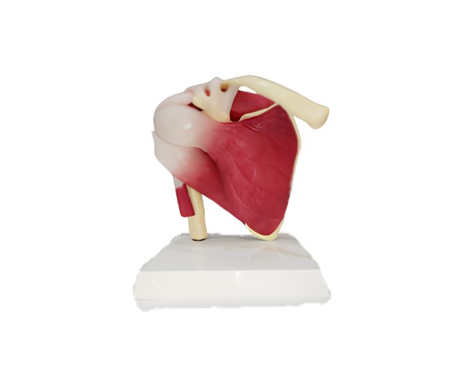 Life‑Size Muscular Shoulder Joint Anatomy Model - Product Image