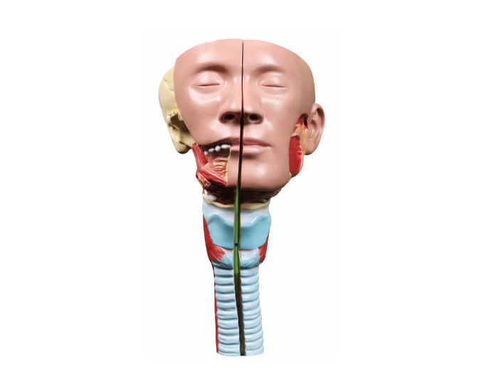 Head with Pharynx Muscles Anatomy Model - Product Image