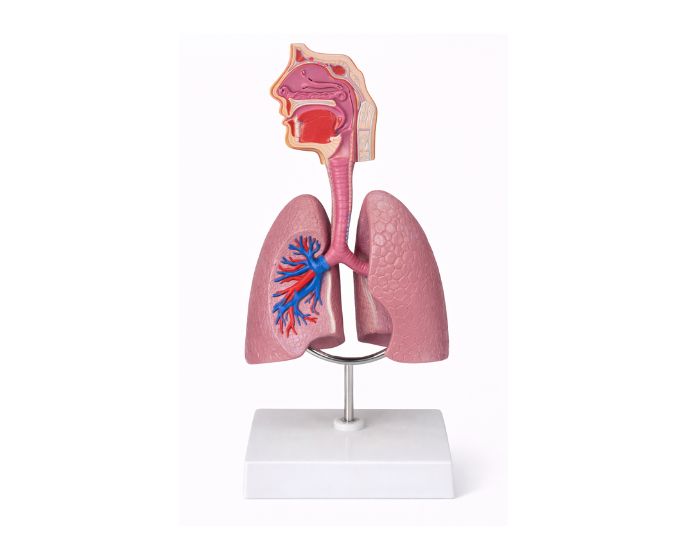 Comprehensive Human Respiratory System Anatomy Model - Product Image