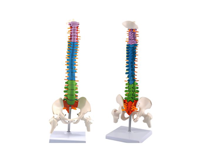 Mini Coloured Spine Model with Pelvis & Femur Heads - Product Image