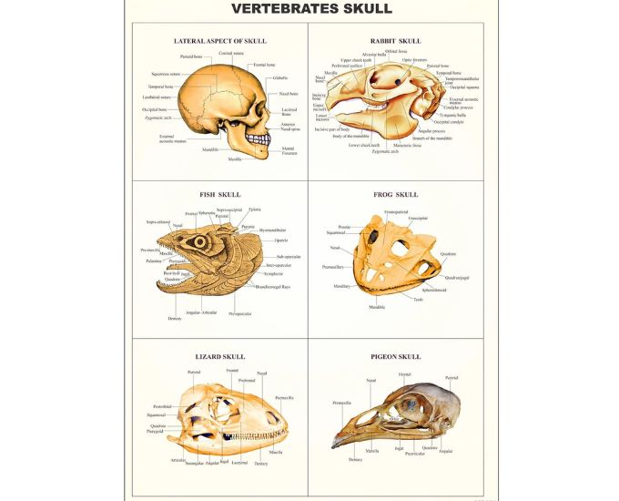 Comparative Study Educational Chart - Product Image