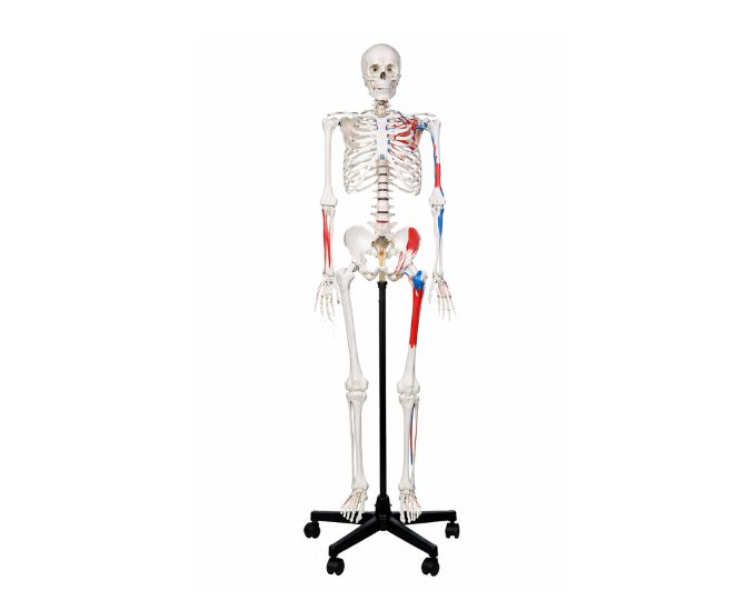 Human Skeleton Model 170cm with Muscle Markings