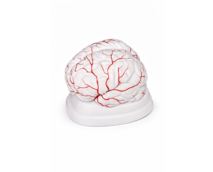 Human Brain With Arteries