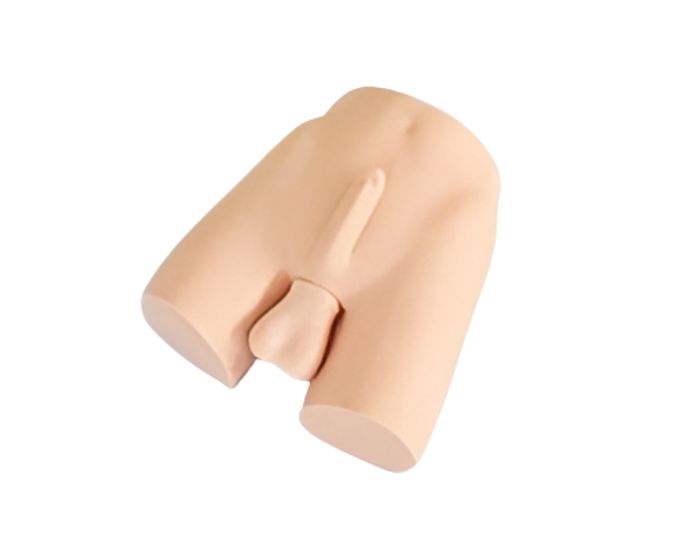 Vasectomy Training Simulator with Replaceable Genital Anatomy Components - Product Image