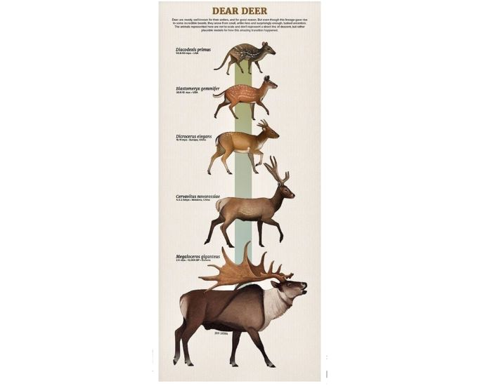 Evolution Educational Chart - Product Image