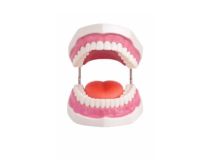 Teeth Care Demonstration Model for Dental Education