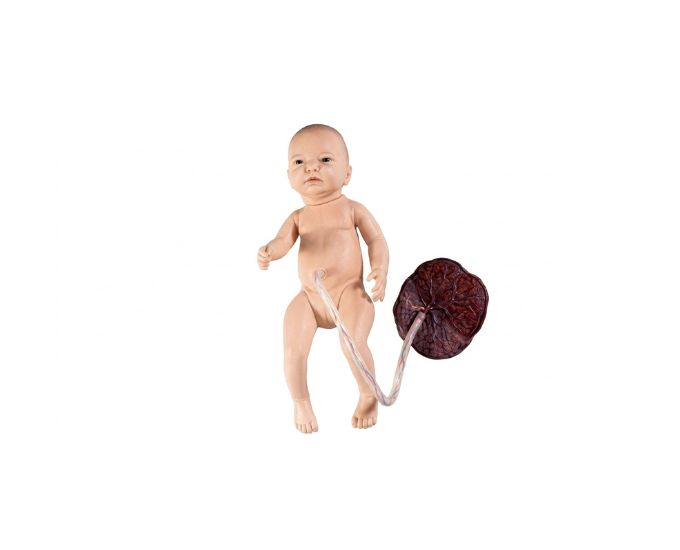 Neonatal Training Model with Placenta and Umbilical Cord for Nursing Practice