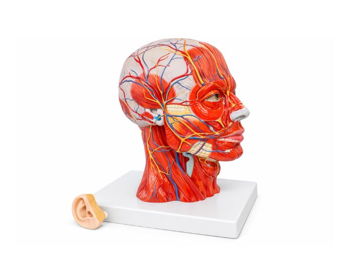 Median and Frontal Section of the Head Life Size - Product Image