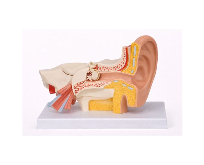 Human Ear Anatomy Model 3X Enlarged, 3 Parts - Product Image