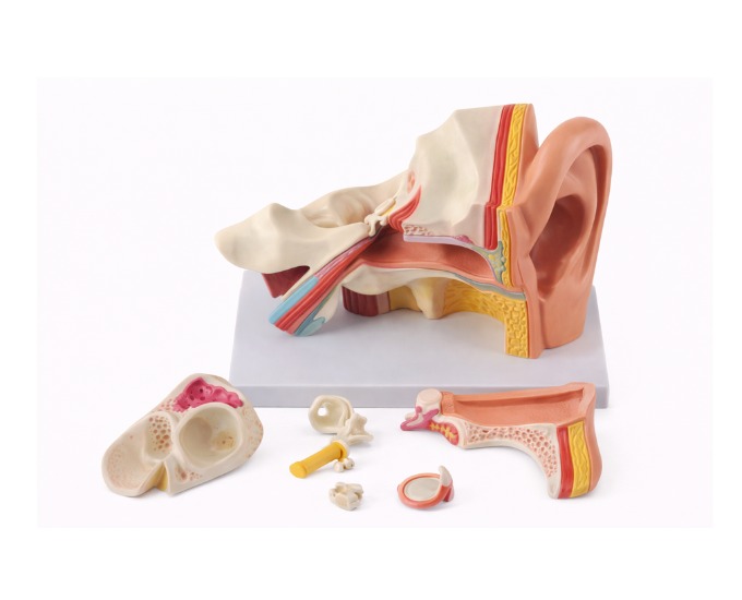 Human Ear Anatomy Model – MT-098 - Product Image 2