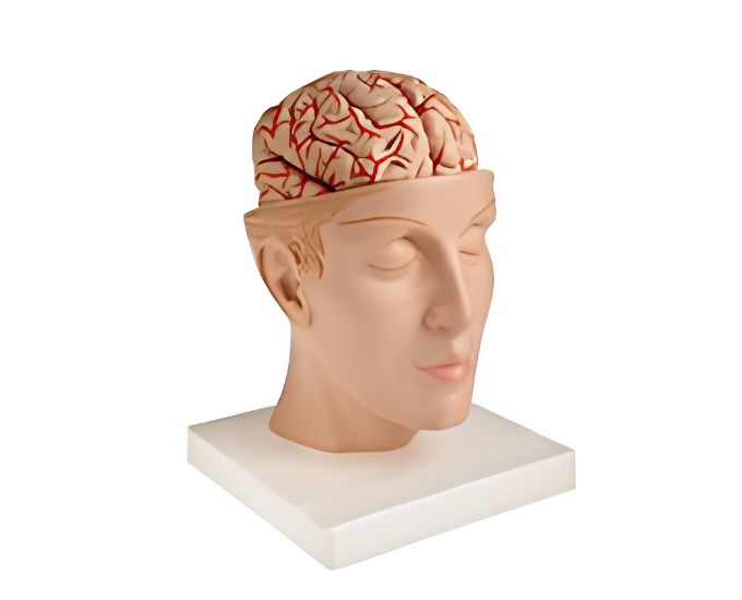 Life‑Size Brain with Arteries Anatomical Model - Product Image