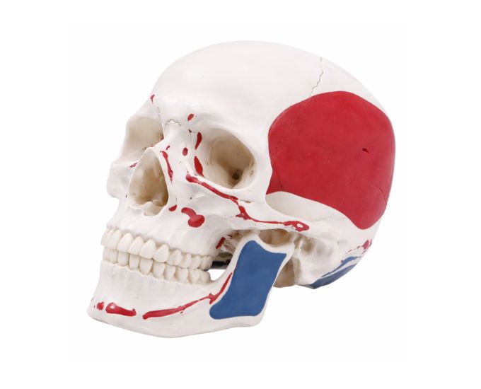 Human Skull Model Life Size with Muscle Markings