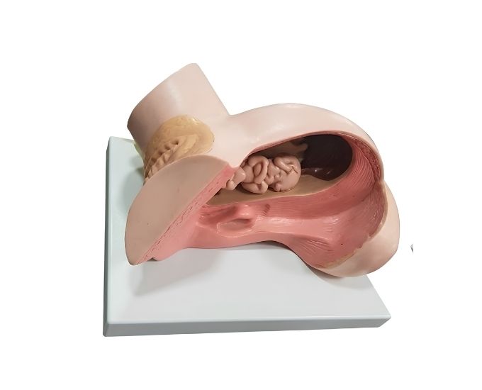 Baby Delivery Model - Product Image