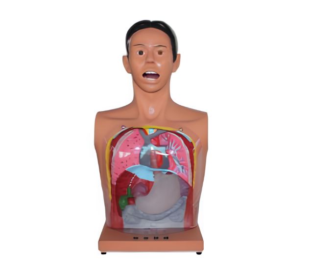 Transparent Nasal Feeding Training Manikin - Product Image