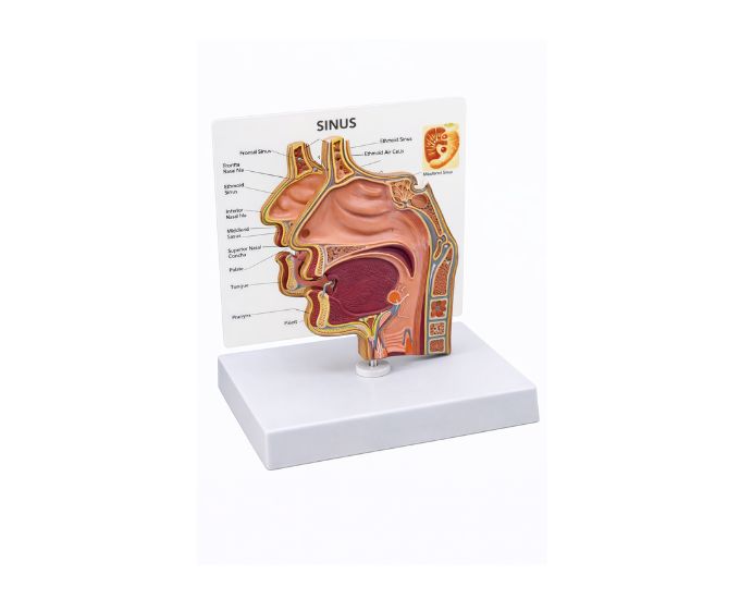 Nasal Cavity Dissection Model for Anatomy Education - Product Image