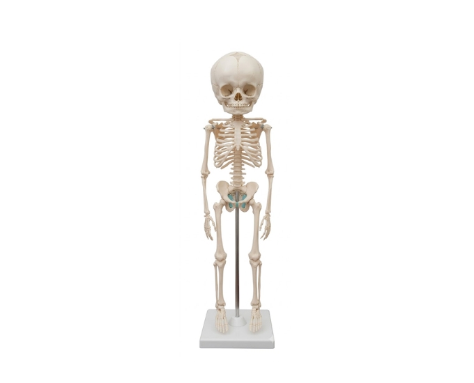 Fetus Skeleton (Life Size Model) - Product Image