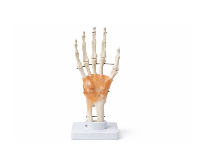 Hand joint (With Ligament)