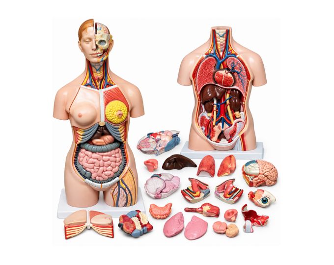 Dual sex torso Size 37x23x86cm