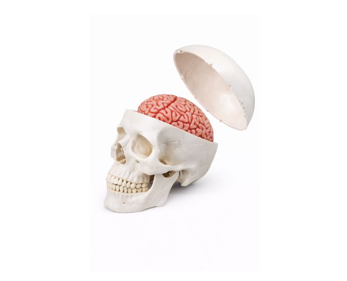 Human Skull Anatomy Model with 8-Part Brain Life Size - Product Image