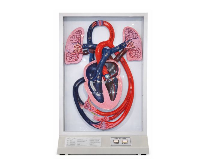 Electric Heartbeat and Blood Circulation Demonstration Model - Product Image