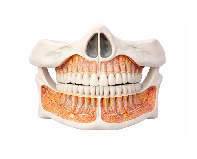 Permanent Teeth Model for Dental Anatomy Education - Product Image