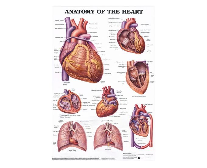 3D Wall-Mounted Heart Anatomy Chart Model for Medical Teaching - Product Image