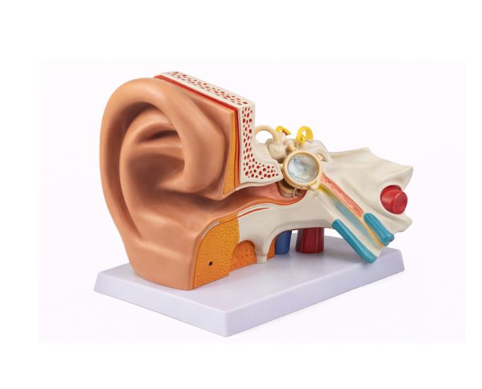 Human Ear Anatomy Model Natural Size - Product Image