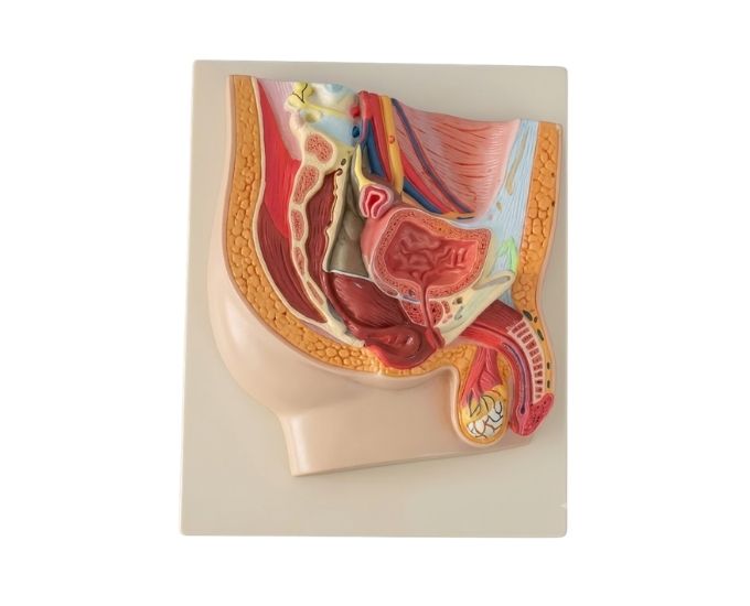 Human Reproductive Model – Male - Product Image