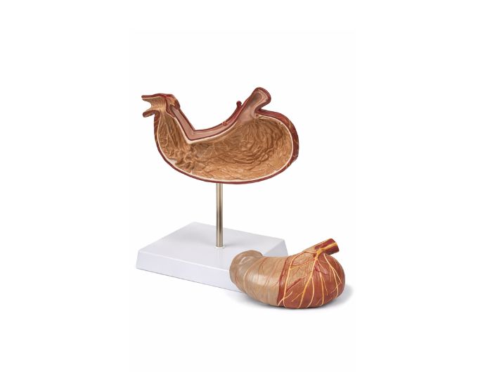 Enlarged Two-Part Stomach Anatomy Teaching Model - Product Image