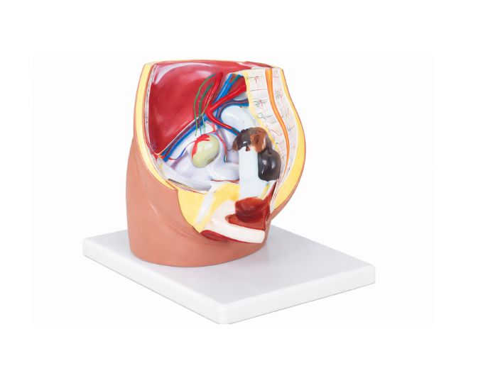 Female Pelvis 3-Part Model with Urinary and Reproductive System - Product Image