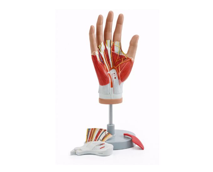 Human Hand Dissection Anatomy Model with Detachable Parts for Study - Product Image