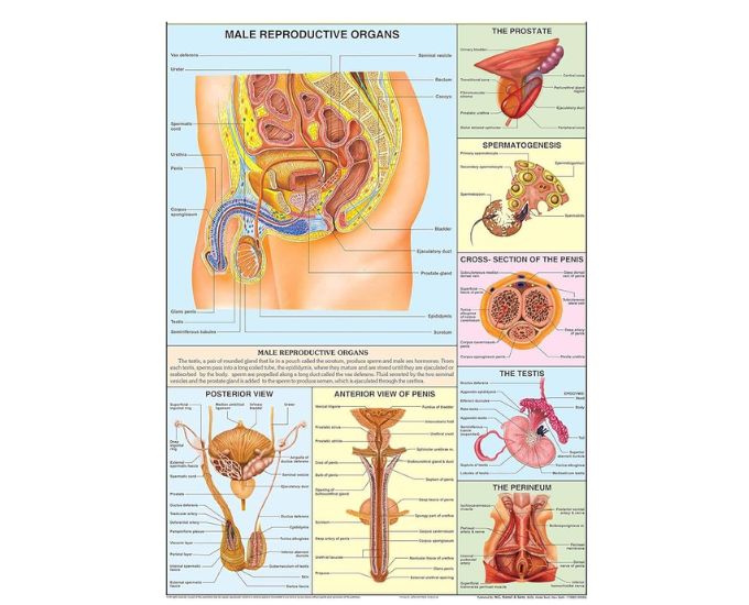 Human Reproduction Educational Chart