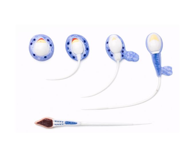 Sperm Formation Process Model for Reproductive Biology Study - Product Image