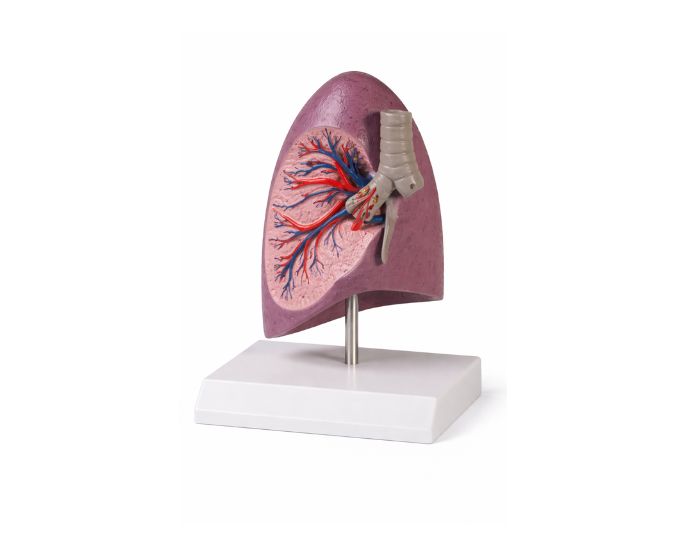 Right Lung Bronchial Tree Dissection Study Model - Product Image