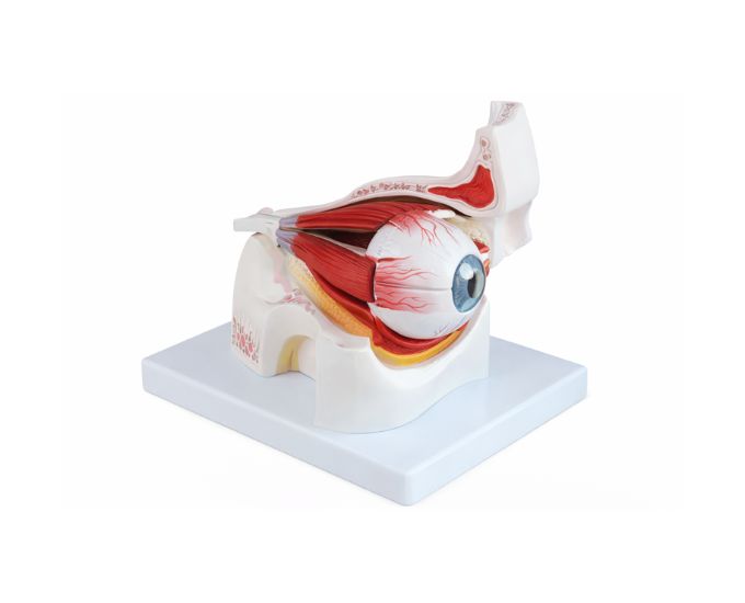 Eye in Orbit Anatomy Model 8 Parts