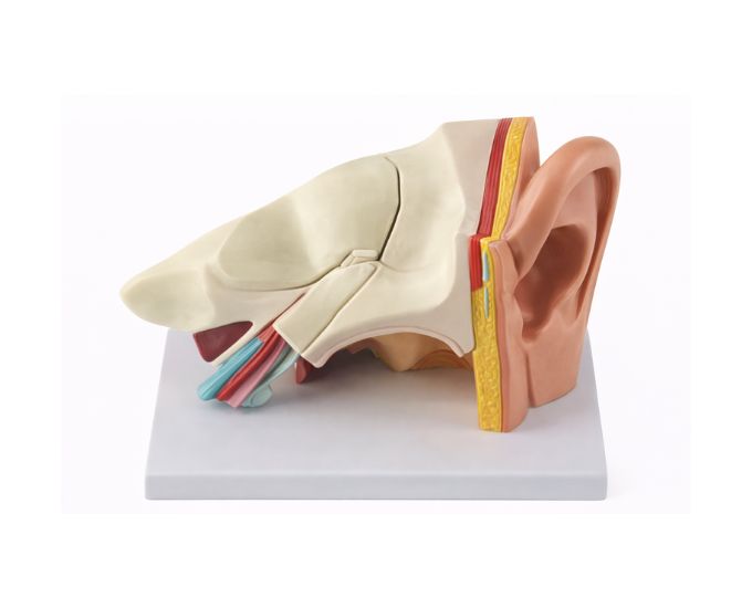 Human Ear Anatomy Model – MT-098 - Product Image