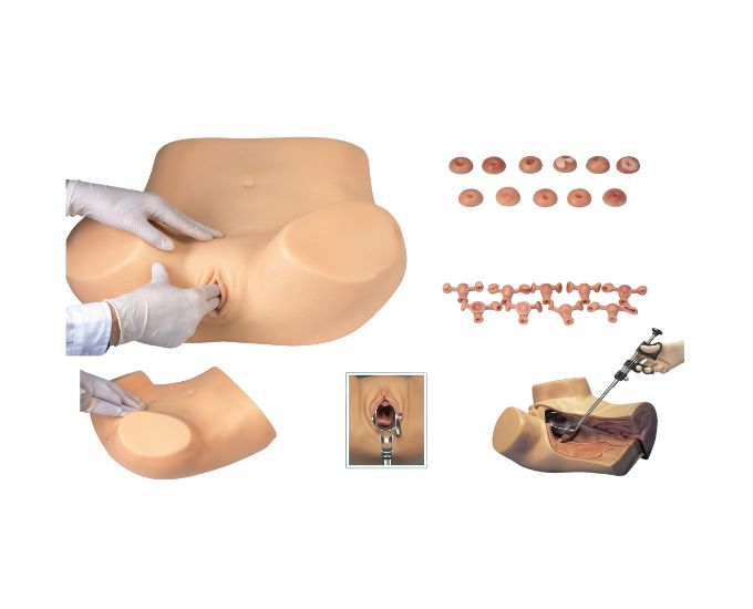 Basic Gynecological Examination Simulator with Interchangeable Uterus Models